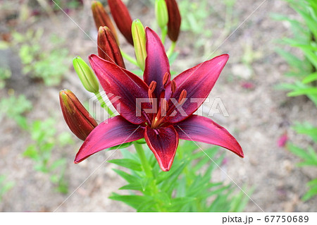 ユリ 花 赤の花の写真素材