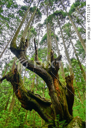 巨大株杉 67751154