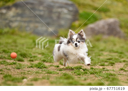 ドッグランで遊ぶチワワ 67751619