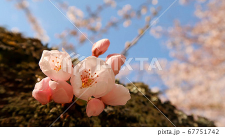 幹で咲く桜の花(青空バック) 幹で咲く桜の花(青空バック) 67751742