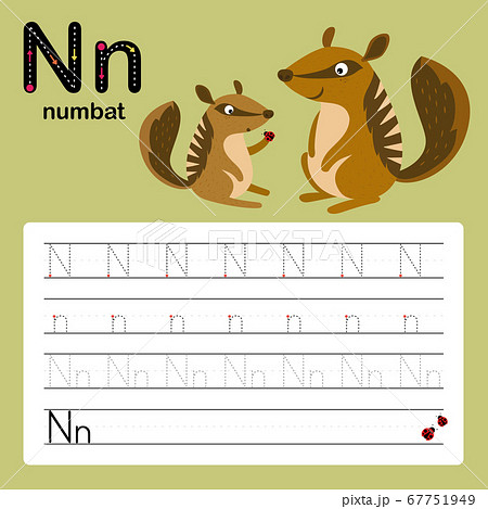 N, numbat, Alphabet tracing worksheet for preschool and kindergarten to improve basic writing skills, vector, illustration  67751949