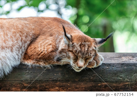 Portrait of sleeping lynx in green forest with 67752154