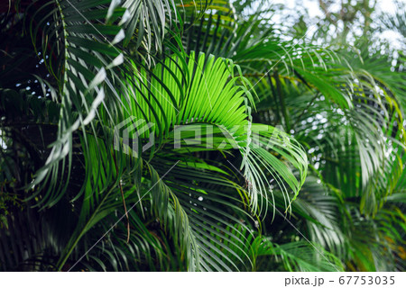 Tropical palm plant background 67753035