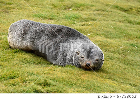 ナンキョクオットセイ(サウスジョージア島) ナンキョクオットセイ(サウスジョージア島) 67753052