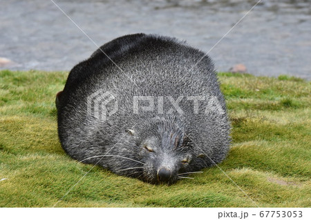 ナンキョクオットセイ（サウスジョージア島） 67753053