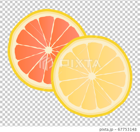グレープフルーツの断面 67753148