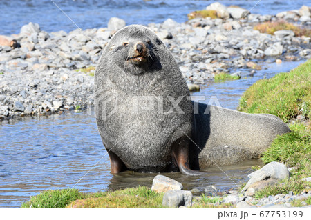 ナンキョクオットセイ(サウスジョージア島) ナンキョクオットセイ(サウスジョージア島) 67753199