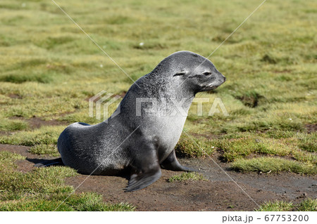 ナンキョクオットセイ（サウスジョージア島） 67753200