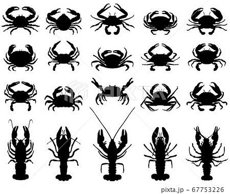 Black silhouettes of crawfish and crab on a white background Black silhouettes of crawfish and crab on a white background 67753226