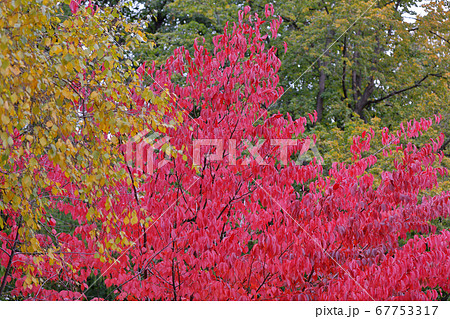 Bright red foliage of autumn sakura Bright red foliage of autumn sakura 67753317