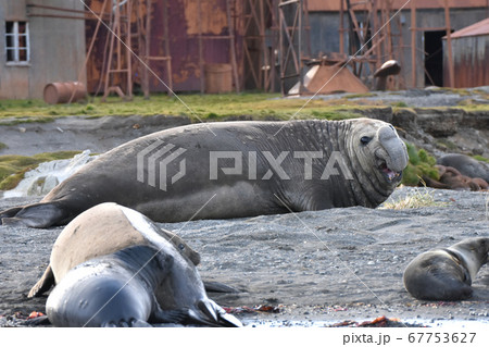 ミナミゾウアザラシ（サウスジョージア島） 67753627