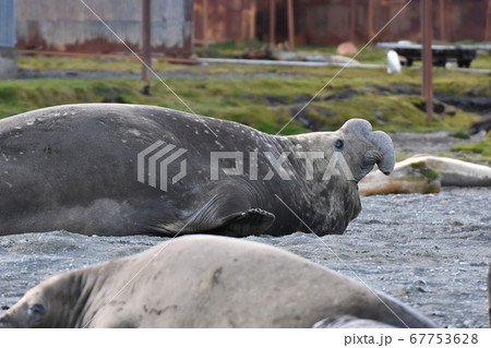 ミナミゾウアザラシ（サウスジョージア島） 67753628