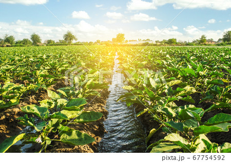 An irrigation water canal passes through the eggplant plantation. Caring for plants, growing food. Agriculture and agribusiness. Conservation of water resources and reduction pollution. Watering An irrigation water canal passes through the eggplant plantation. Caring for plants, growing food. Agriculture and agribusiness. Conservation of water resources and reduction pollution. Watering 67754592