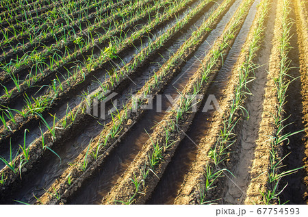 Green leek onion plantation. Agroindustry and agribusiness. Conservation of water resources and reduction pollution. Beautiful farmland. Caring for plants, growing food. Agriculture and agribusiness. Green leek onion plantation. Agroindustry and agribusiness. Conservation of water resources and reduction pollution. Beautiful farmland. Caring for plants, growing food. Agriculture and agribusiness. 67754593