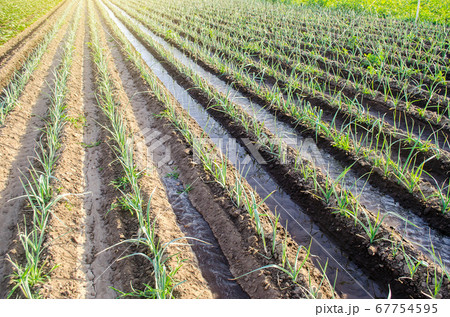 Water flows through irrigation canals on a farm eggplant plantation. Caring for plants, growing food. Agriculture and agribusiness. Conservation of water resources and reduction pollution. 67754595
