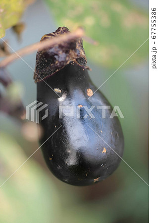 傷付いたナス 67755386