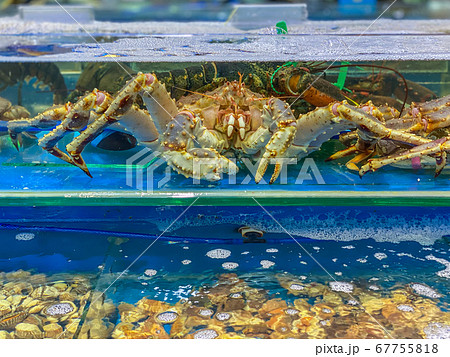 Alive king crab inside the tank at seafood market Alive king crab inside the tank at seafood market 67755818