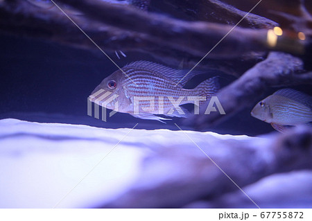 熱帯魚 67755872