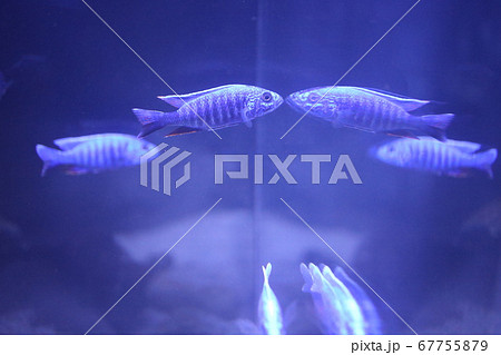 魚 魚 67755879
