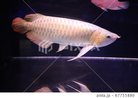 熱帯魚 熱帯魚 67755880