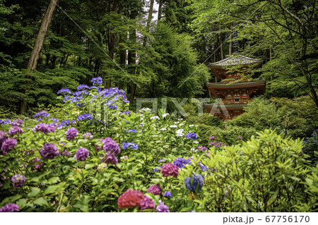 岩船寺の三重塔と紫陽花 67756170