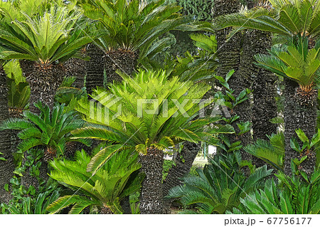 鶴舞公園点景 鶴舞公園点景 67756177