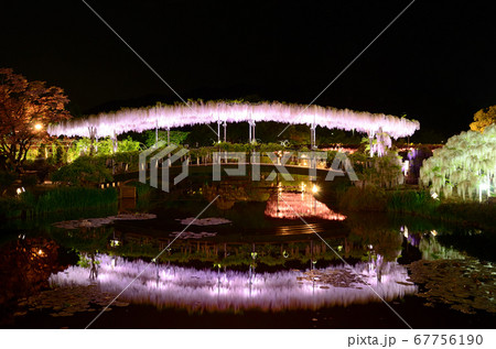 うす紅橋の藤 67756190