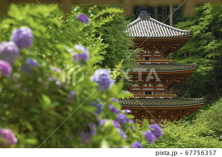 岩船寺 山門から見る三重塔と紫陽花 岩船寺 山門から見る三重塔と紫陽花 67756357