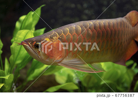 アロワナ アジアアロワナ の写真素材