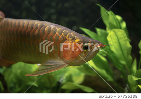 アロワナ（アジアアロワナ） 67756388