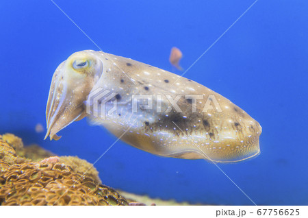 コブシメ 67756625