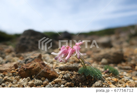 蔵王のコマクサ  67756712