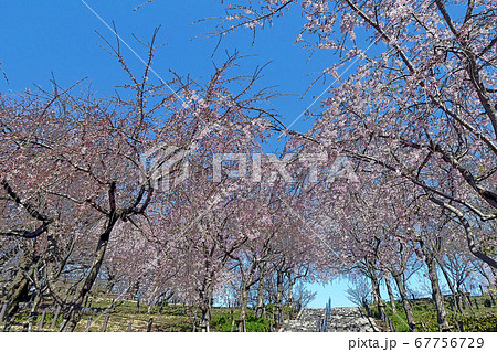 東山動植物園点景のイラスト素材