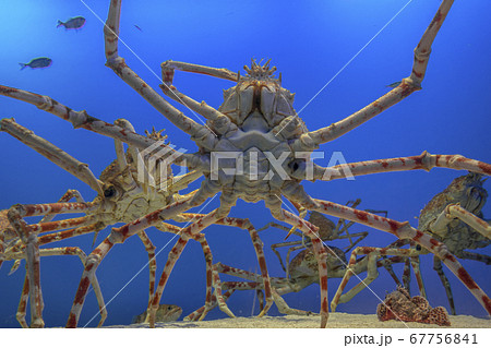 タカアシガニ 67756841