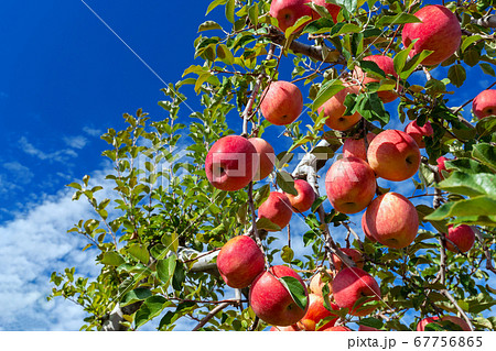 【りんご】秋のりんご園、青空と真っ赤なりんご 67756865