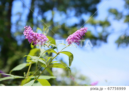 ブッドレアの花 67756999