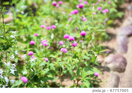 センニチコウの花 67757005