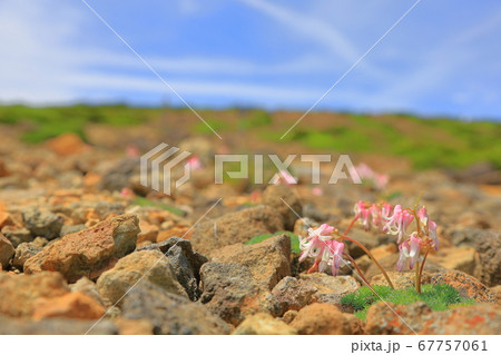 蔵王のコマクサ  67757061