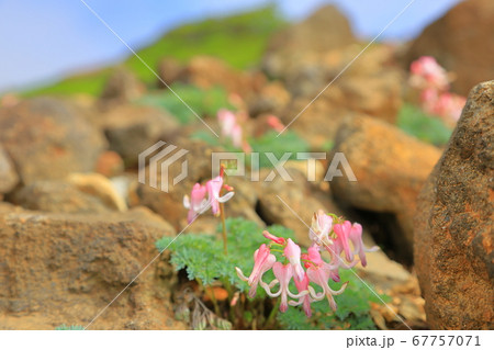 蔵王のコマクサ  67757071