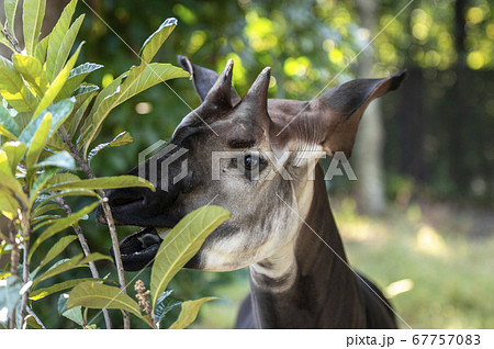 世界三大珍獣のオカピが葉っぱを食べている写真の写真素材
