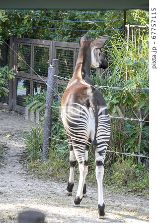オカピ 世界三大珍獣 の後ろ姿の写真素材
