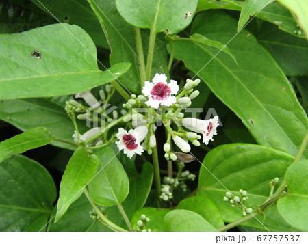 名前はどぎついが綺麗な花ヘクソカズラの釣鐘状の花の写真素材