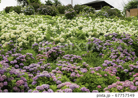 かざはやの里　あじさいまつり 67757549