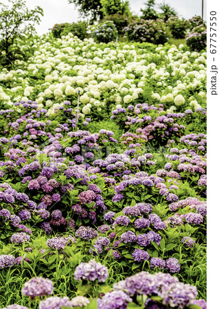 かざはやの里　あじさいまつり 67757550