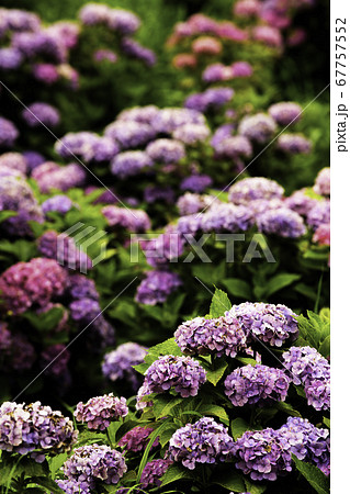 かざはやの里 あじさいまつり かざはやの里 あじさいまつり 67757552