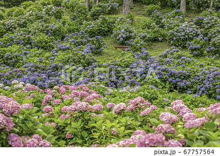 かざはやの里　あじさいまつり 67757564