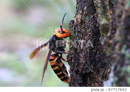 オオスズメバチ オオスズメバチ 67757642