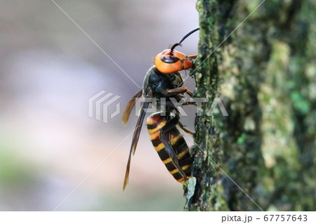 オオスズメバチ 67757643