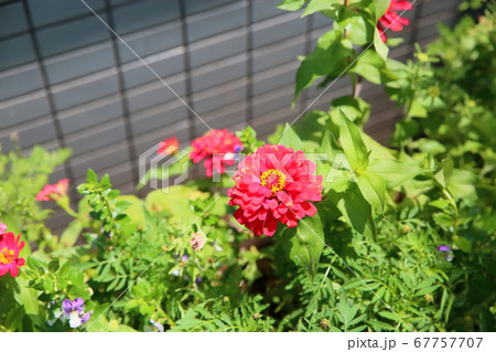 ジニアの花 ジニアの花 67757707