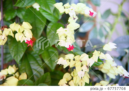 ゲンペイカズラの花 ゲンペイカズラの花 67757708